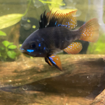 aquariophile Stef664