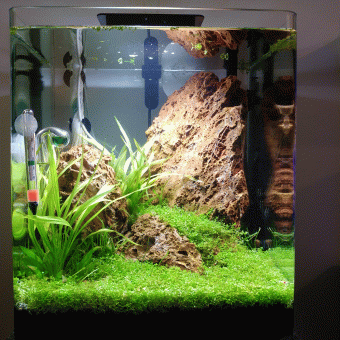 aquariophile JeMenFish