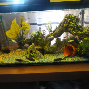 aquariophile Valy