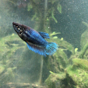 aquariophile Juzomega