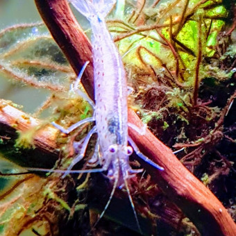 aquariophile ge6khan