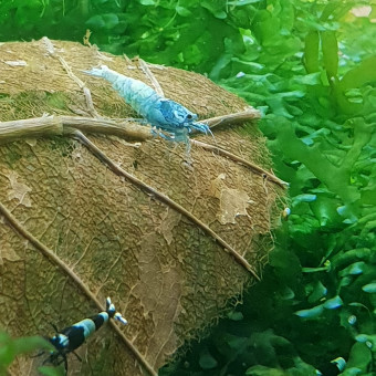 aquariophile anthony-anthony-l-h