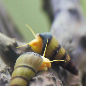 aquariophile WysiwygShrimp