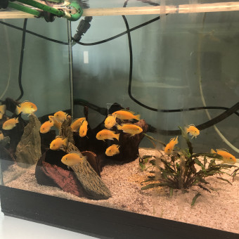 aquariophile Nicolas26