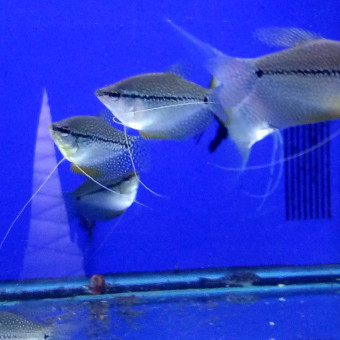 aquariophile Maninine