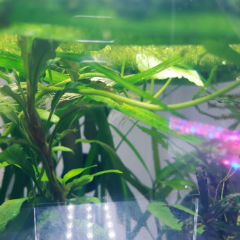 aquariophile Minipote768