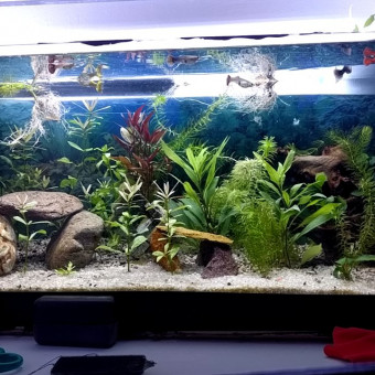 aquariophile Seb1979