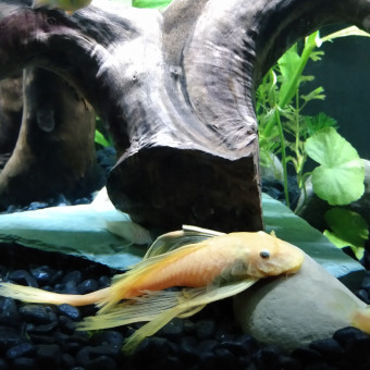 aquariophile Julie4545