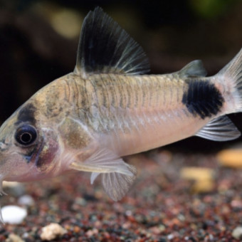 aquariophile Lecorydorasdu69