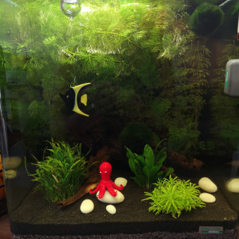 aquariophile Karinefish