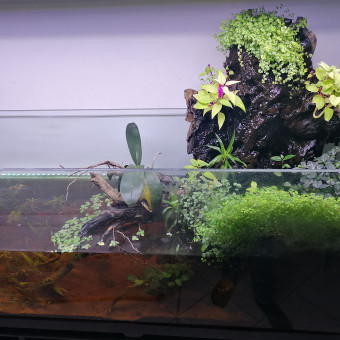 aquariophile Djibal