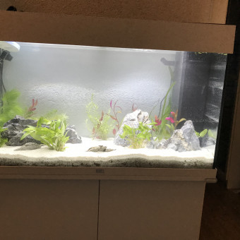 aquariophile Estelle_stone