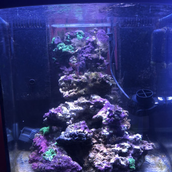 aquariophile R-D.Bod
