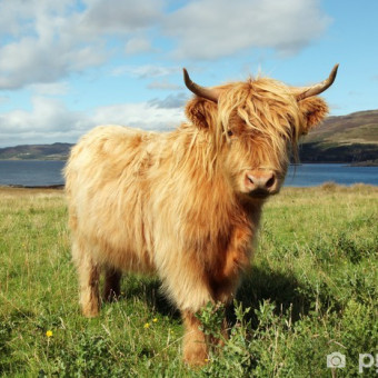 aquariophile Bbnini26