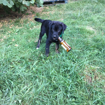 aquariophile Harmony