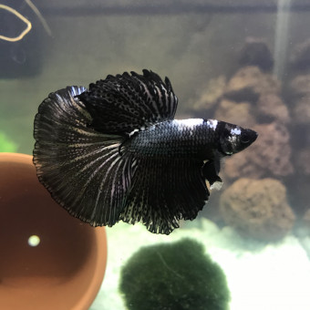 aquariophile Stemic