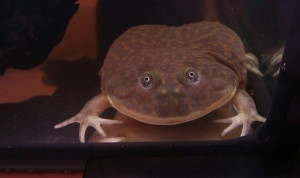 Lepidobatrachus laevis