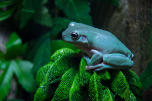 Litoria caerulea