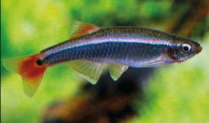 Tanichthys albonubes