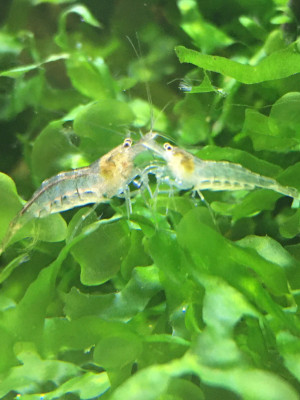 Caridina pareparensis parvidentata