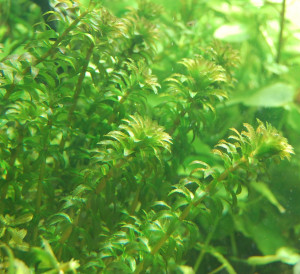 Hydrilla verticillata