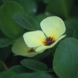Hydrocleis nymphoides