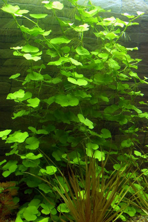 Hydrocotyle leucocephala