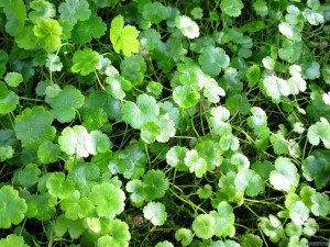 Hydrocotyle sibthorpioides