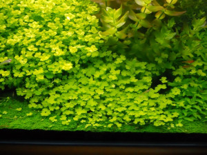 Hydrocotyle tripartita Sp. Japan