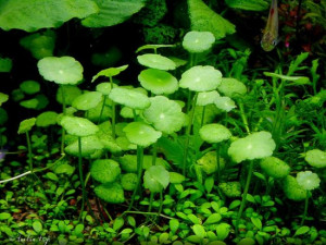 Hydrocotyle verticillata