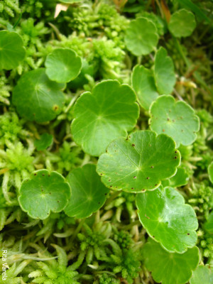 Hydrocotyle vulgaris