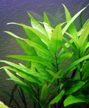 Hygrophila corymbosa