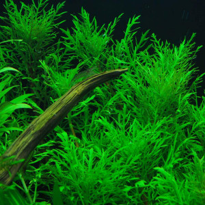 Hygrophila difformis