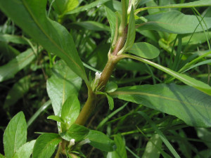 Hygrophila lacustris