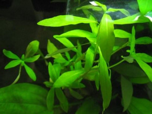 Hygrophila natalis