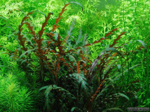 Hygrophila pinnatifida