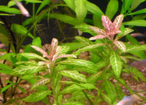 Hygrophila polysperma Var.