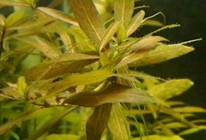 Hygrophila polysperma Var. ''Big Leaf