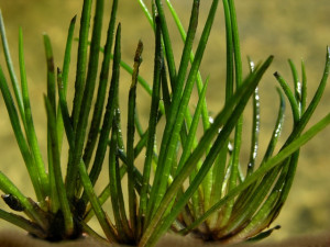 Isoetes lacustris