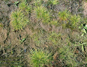 Isolepis setacea