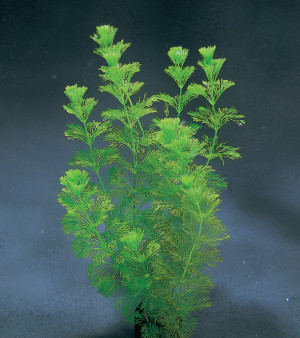 Limnophila sessiliflora