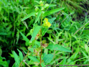 Ludwigia alternifolia