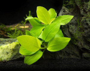 Anubias Barteri Nana Gold