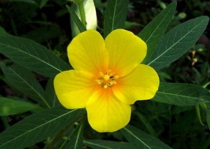 Ludwigia grandiflora