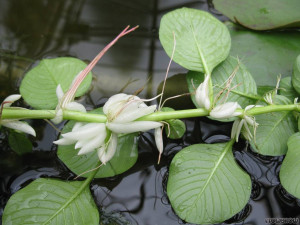 Ludwigia helminthorrhiza