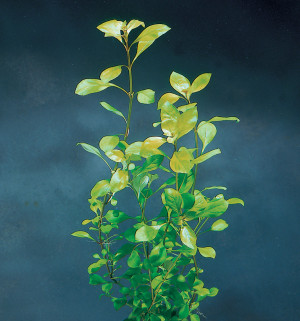 ludwigia mullertii