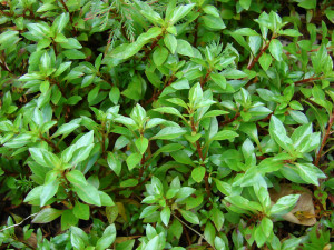 Ludwigia palustris