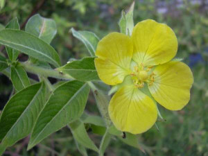 Ludwigia peruviana