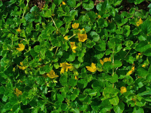 Lysimachia nummularia