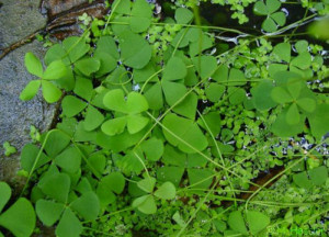 Marsilea pubescens